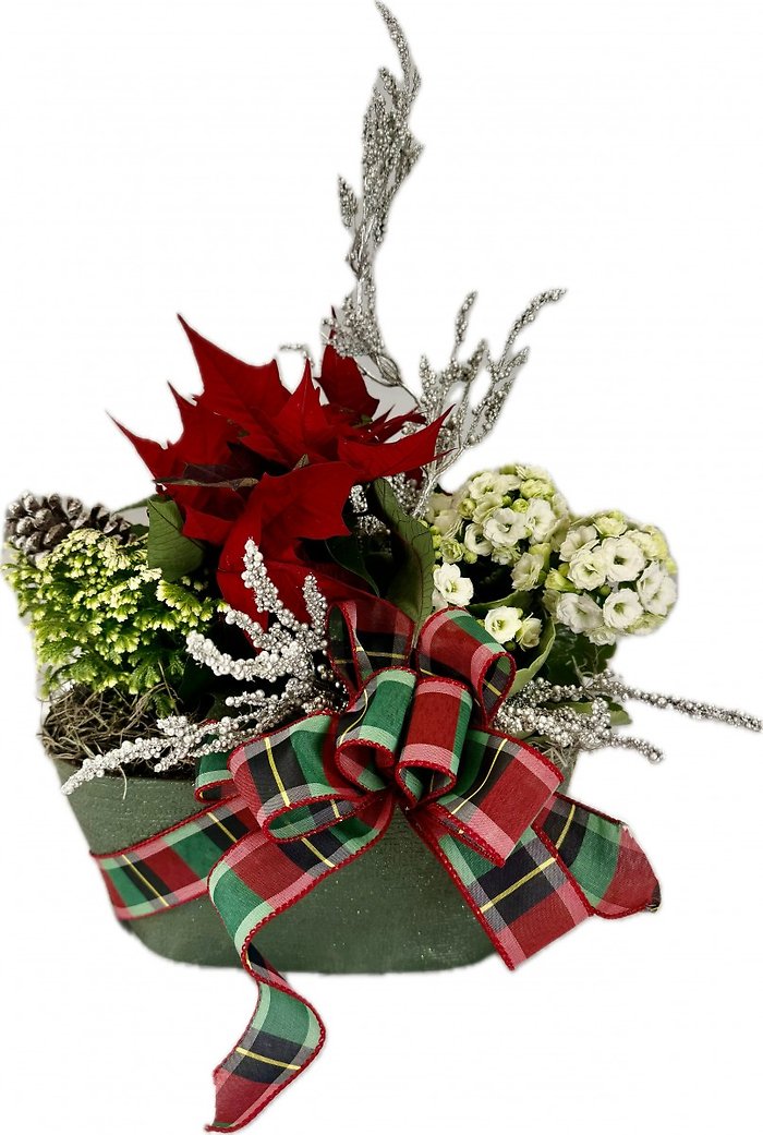 Holiday Blooming Garden