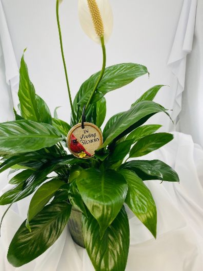 Planter: Peace Lily with Loving Memory Cardinal Plaque