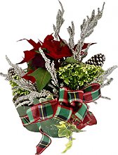 HOLIDAY BLOOMS POT