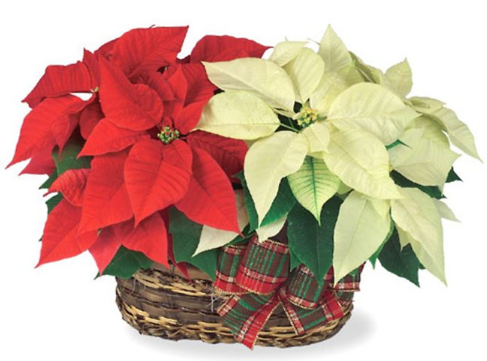 2 Standard Poinsettias in Double basket