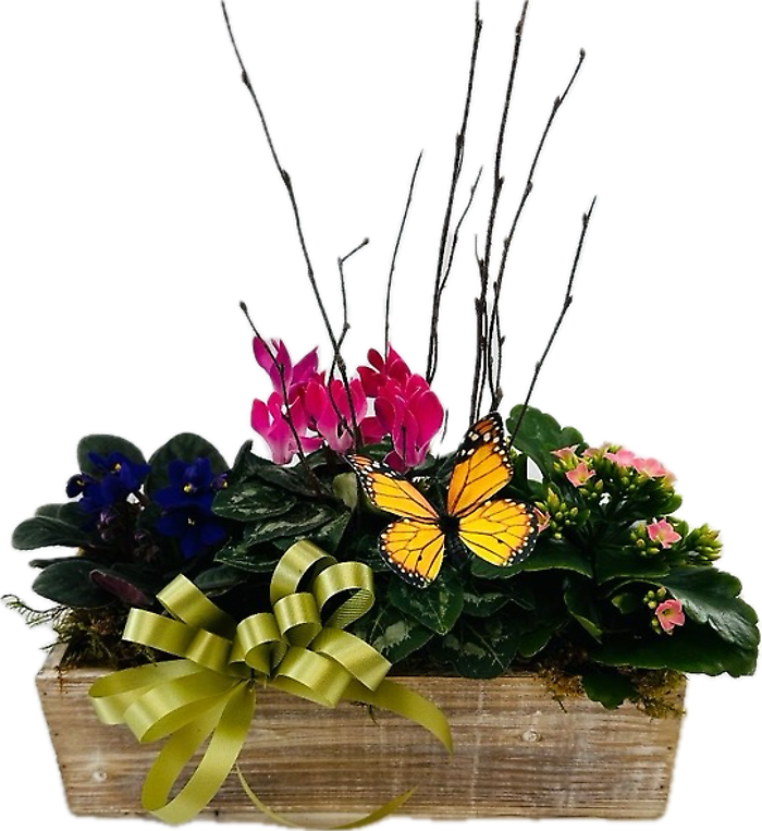 Blooming Butterfly Box