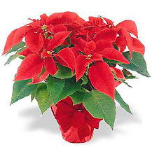 Poinsettia PC SALE Deluxe 14-18 blooms