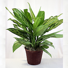 Plant: Chinese Evergreen