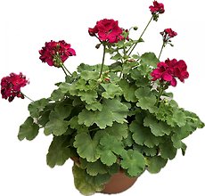 12\" Geranium Patio Pot- Sunny area