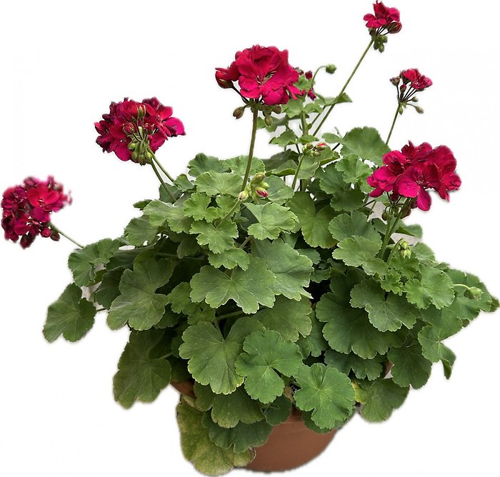12\" Geranium Patio Pot- Sunny area
