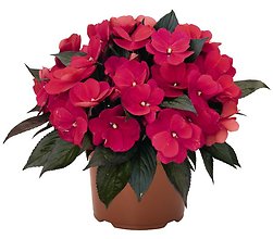 10\" Impatiens patio pot