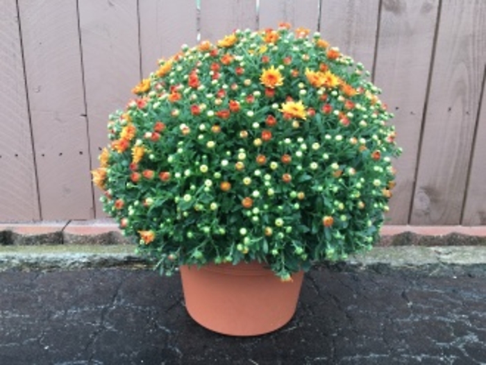 Hardy Mum: Large size Pot (variety of mum colors)