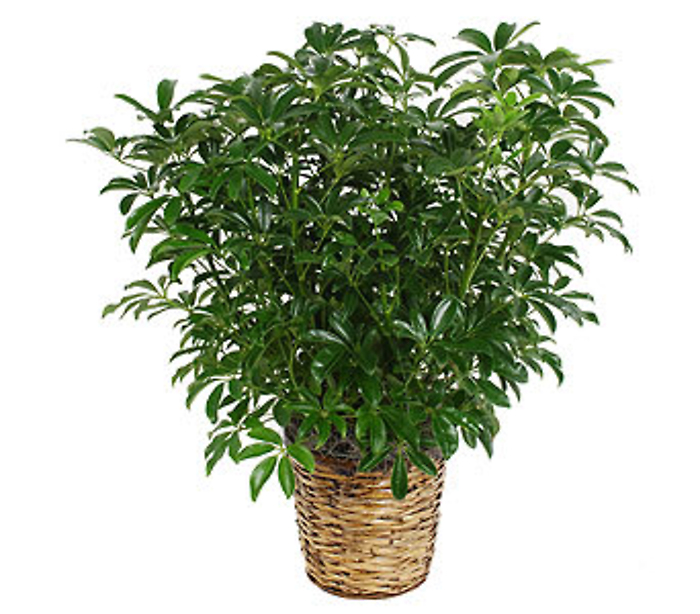 Plant: Schefflera Arboricola Plant