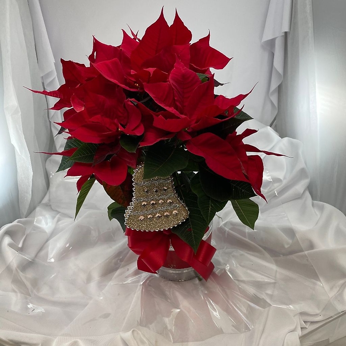 Poinsettia: In keepsake Holiday tin container