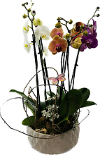 Plant: Triple Orchid Plant Garden