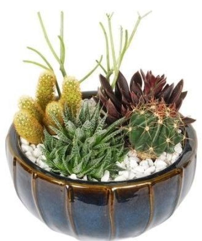 Plant: Cactus Planter