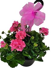 10\" Hanging Blooming Single Plant Basket