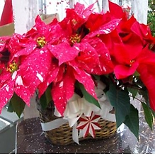Poinsettia: 2 lovely Poinsettias with holiday accent