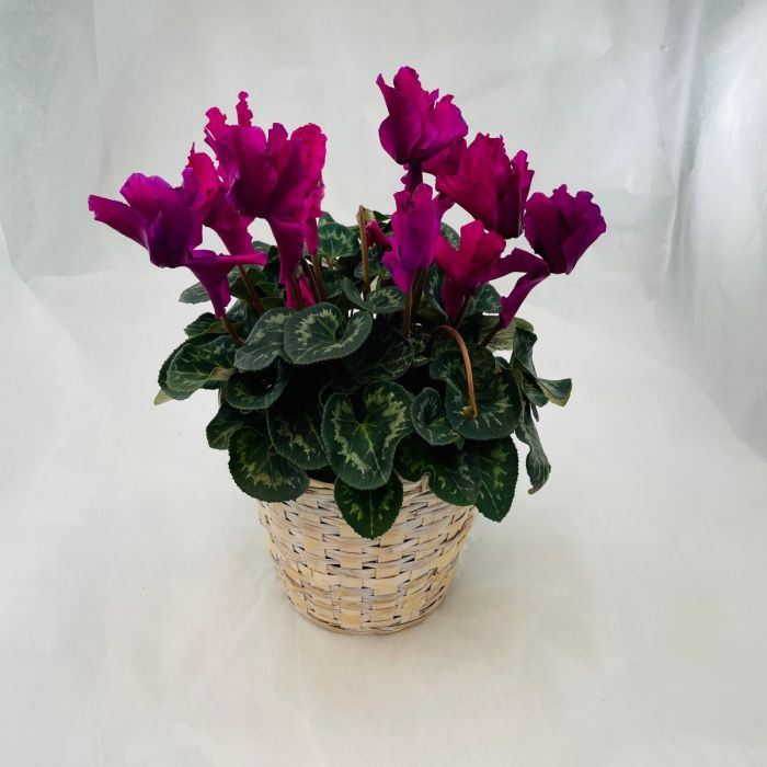 Plant: Cyclamen in Basket