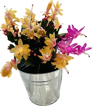 Armstrong\'s Blooming Holiday Cactus Plant