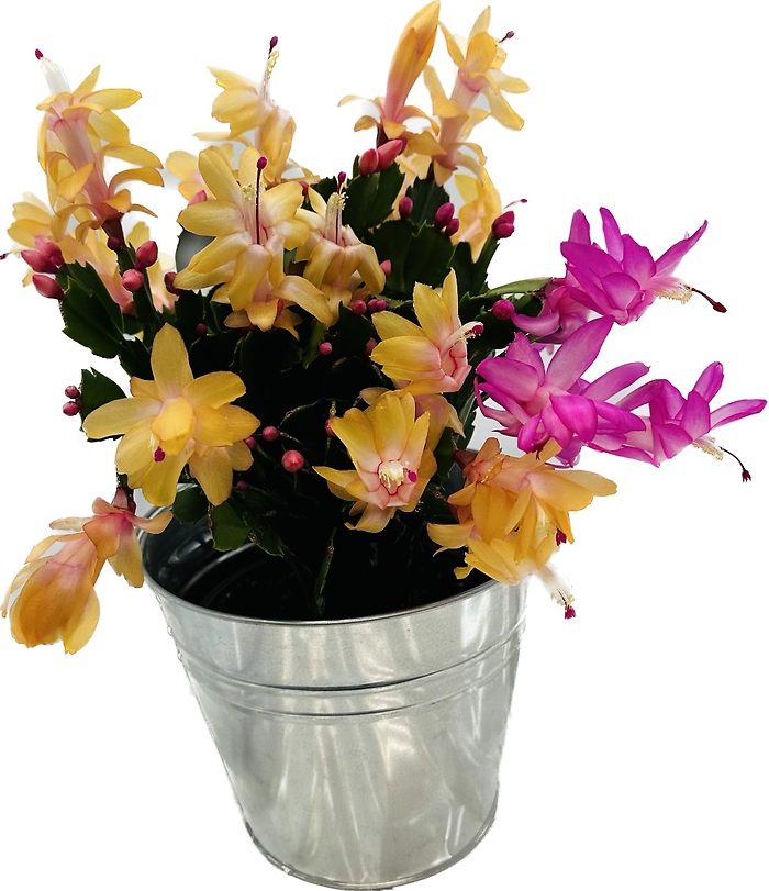 Armstrong\'s Blooming Holiday Cactus Plant