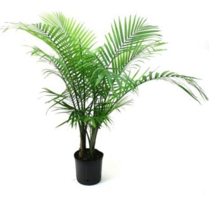Plant: Palm Tree
