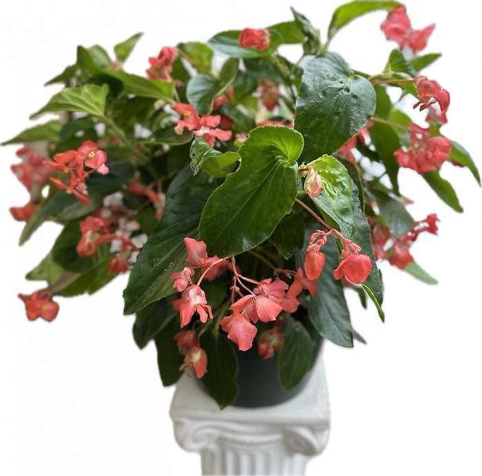 12\" Dragon Wing Begonias Hanging Basket