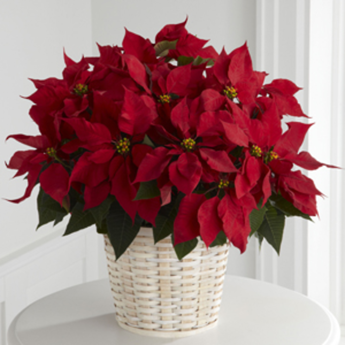 B13-3602 RED POINSETTIA IN BASKET