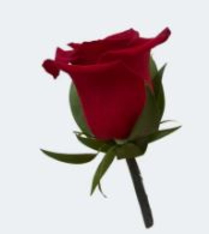 Bout: Red Rose Boutonniere