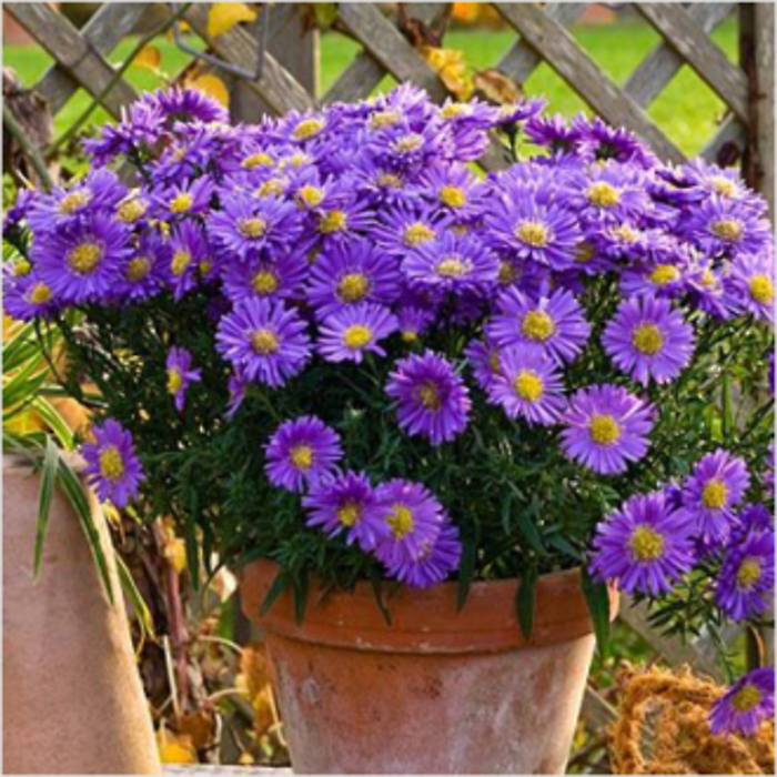Hardy Aster Perennial Plant in basket
