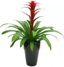 Plant: Tropical Bromeliad Plant