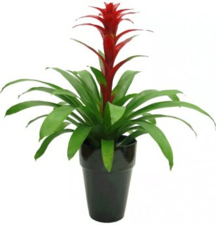 Plant: Tropical Bromeliad Plant