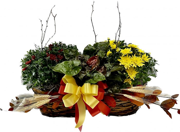 Hardy Mum Plant Garden Basket