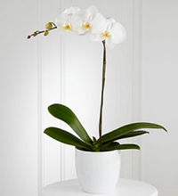 Plant: White Orchid Planter