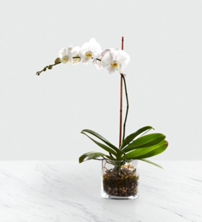 Plant: White Orchid Planter