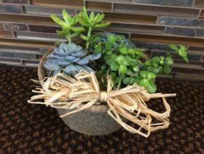 Plant: Succulent Garden Tabletop