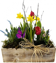 Spring Bulbs Wooden Box