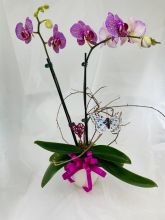 Plant: Lovely Keepsake Orchid Plant with Butterfly