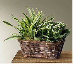 p4216FL Blooming & Green Plants in double basket