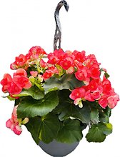 10\" Rieger Begonia Hanging Basket