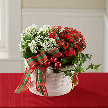 Plant: Celebrate the Season Dishgarden