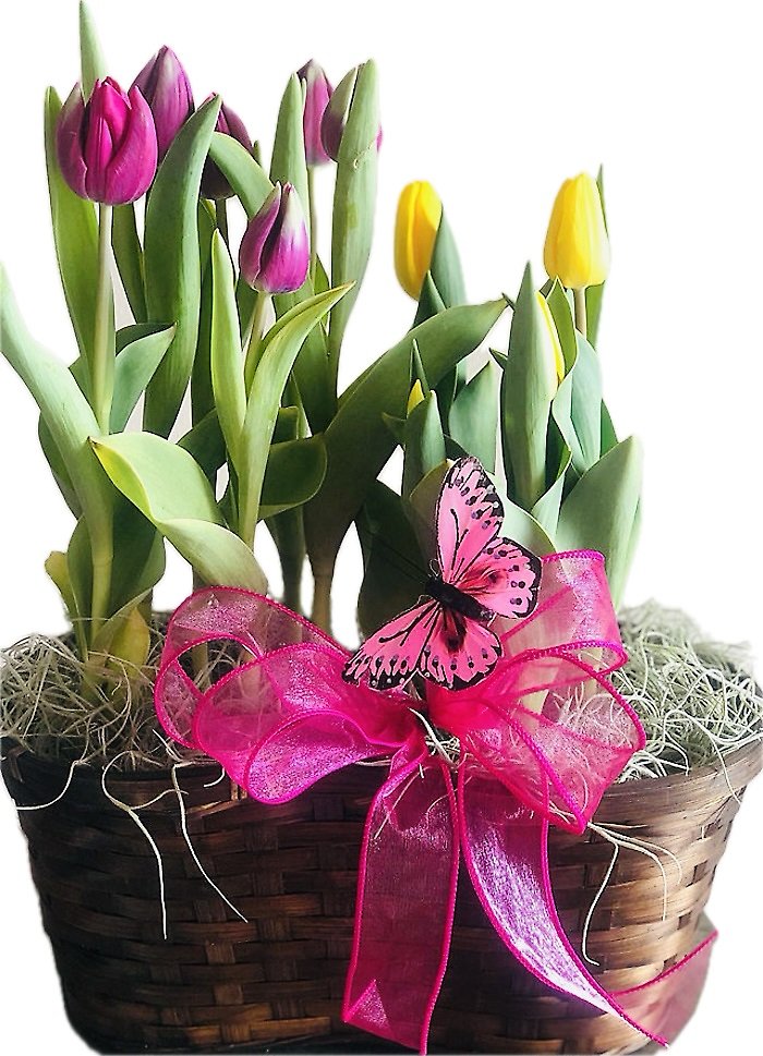 Spring Tulips with Greenery Basket
