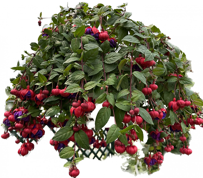 10\" Fuchsia Hanging Basket