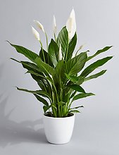 Green Plants