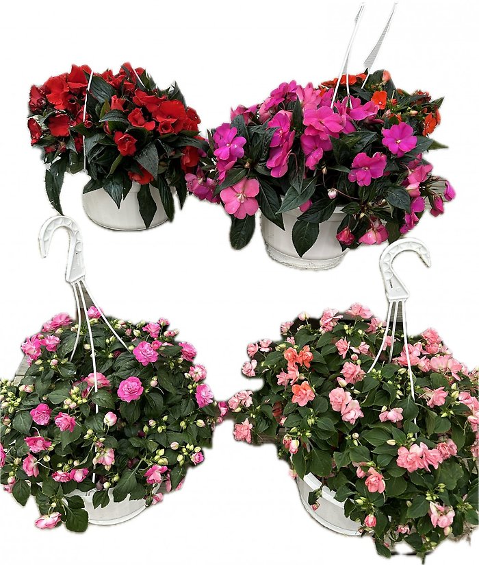 10\" Impatiens Hanging Basket