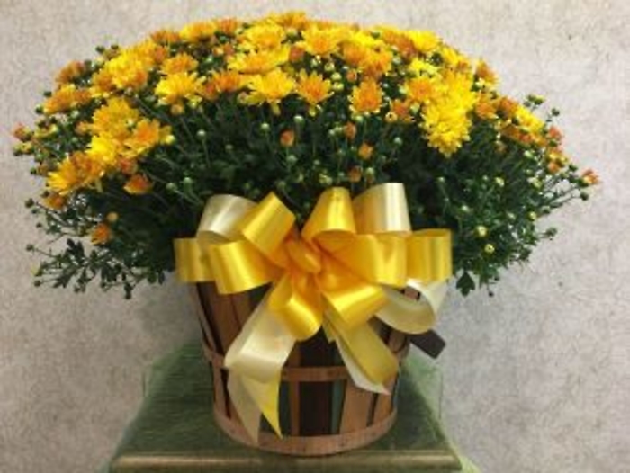 Hardy Mum: Standard size in basket (variety of mum colors)