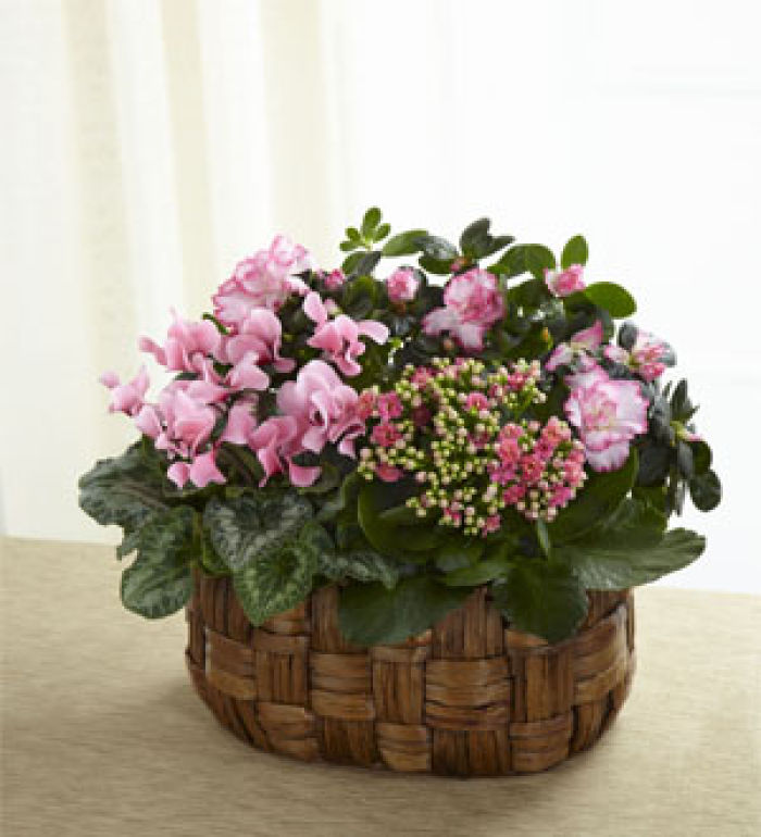 French Garden: Pink Assortment Blooming Plants Basket