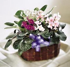 Plant: African Violets basket