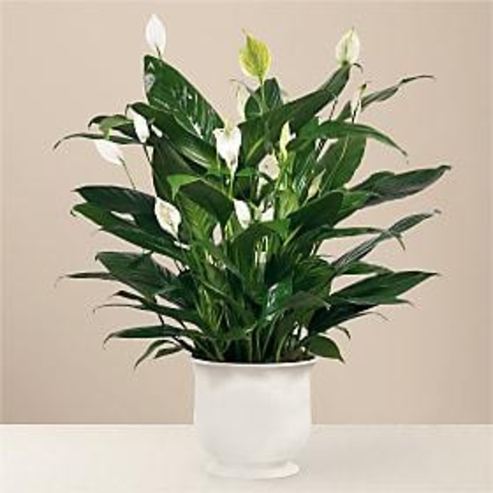 Plant: Comfort Planter- Peace Lily