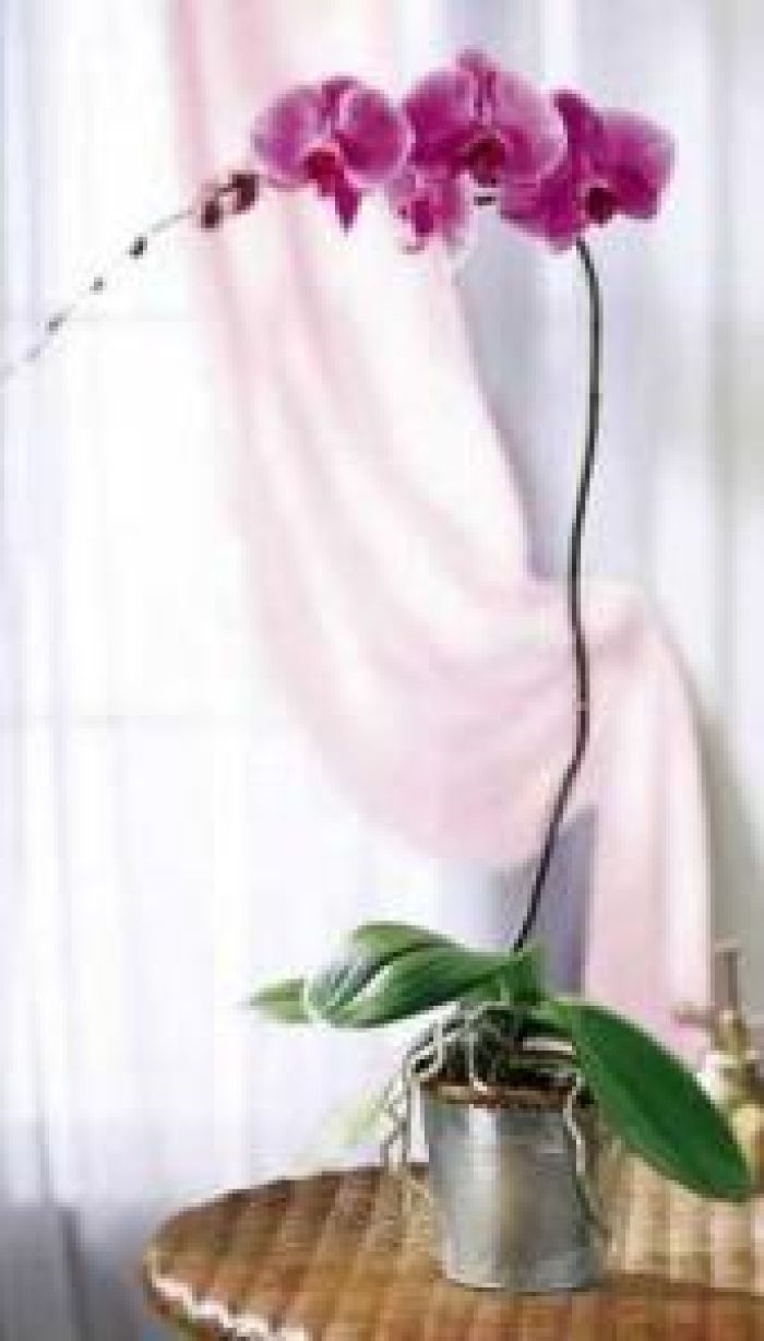 Plant: Lavender Phalaenopsis Orchid