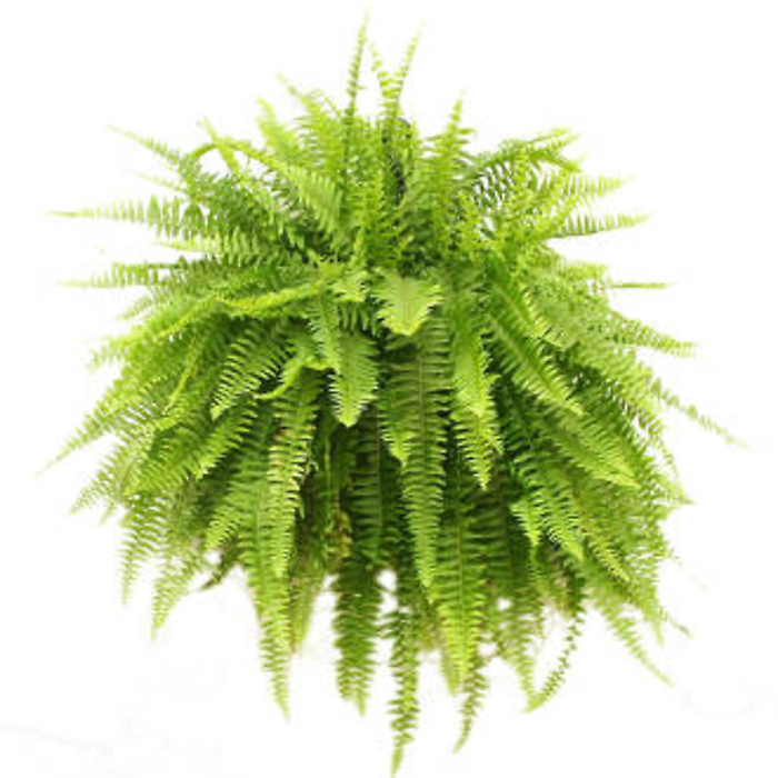Plant: Boston Fern