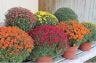 Fall & Autumn Plants