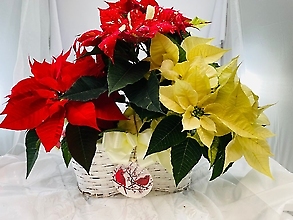 Poinsettia & Christmas Plants