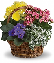 French Garden: Blooming Plants Basket
