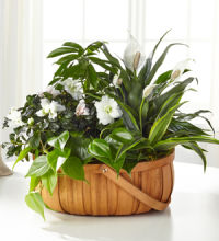 Plant: French Garden: White Blooming & Green Plants